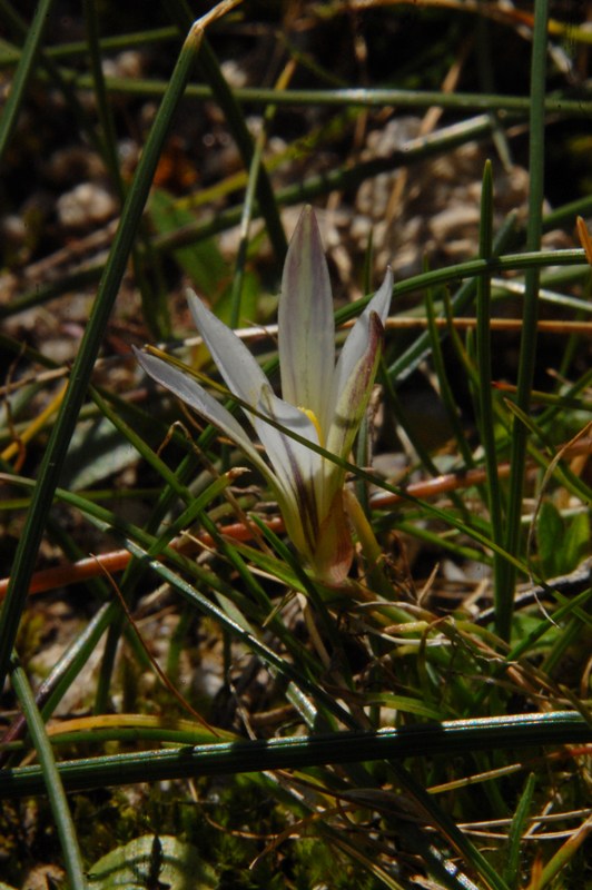 Romulea a confronto (R. columnae e R. ramiflora)